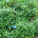 Chionanthus virginicus feuille